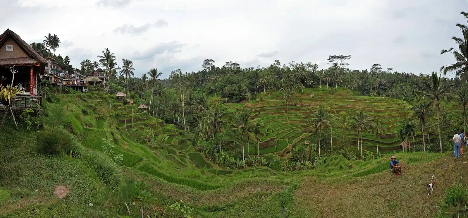 Terraced rice fields cut into a green hillside, with palms along the ridge.