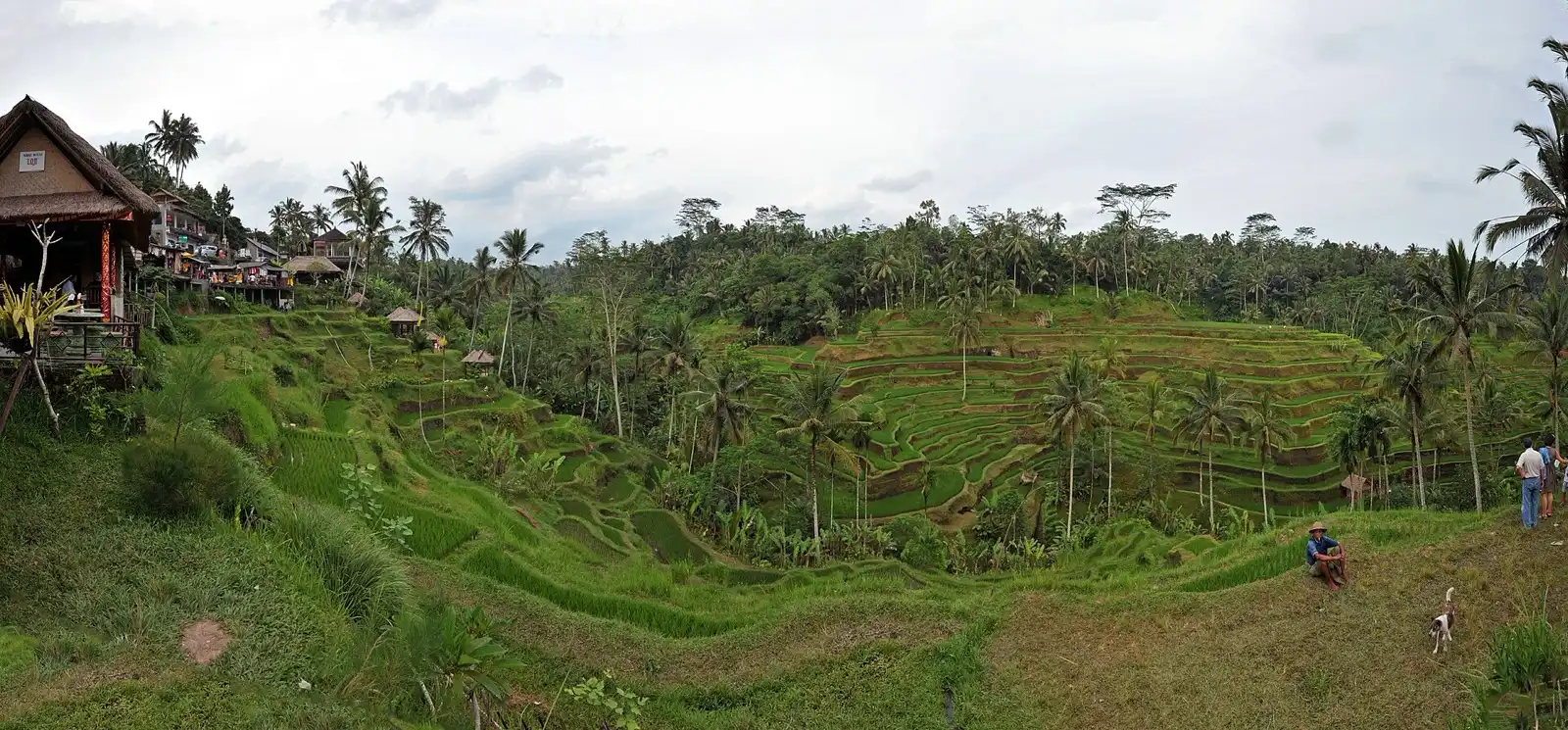 Terraced rice fields cut into a green hillside, with palms along the ridge.