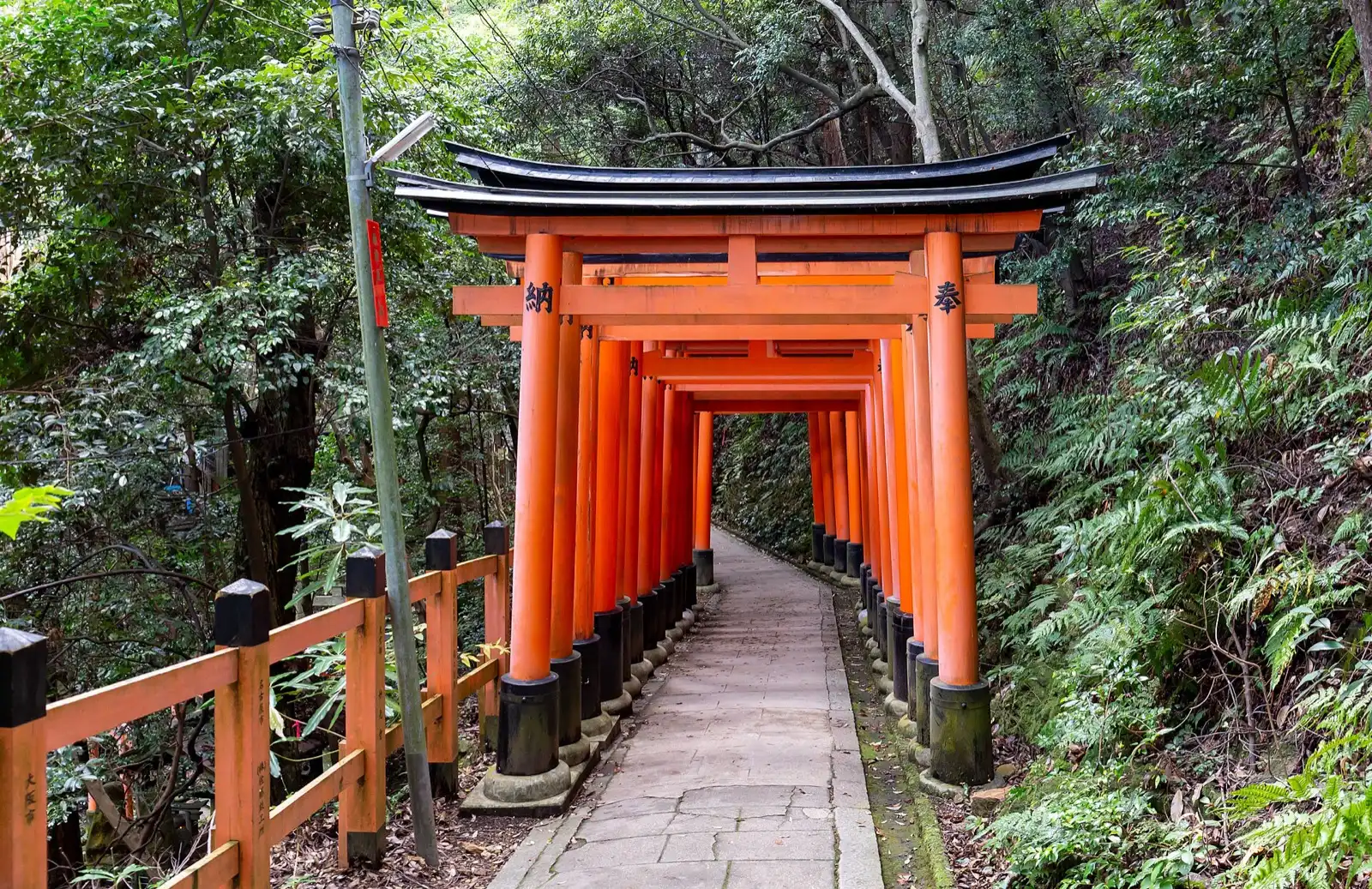 A path of vermilion torii gates running through dense green forest.