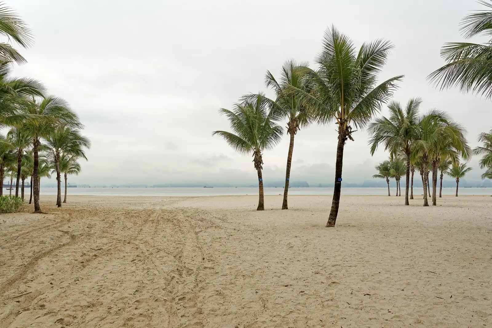 Palm trees on an empty stretch of sand beside a calm sea, under an overcast sky.